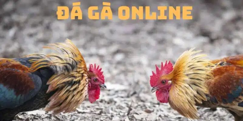 Đá gà tre: Truyền thống văn hóa và sự hấp dẫn không thể chối từ! 2 Một số loại cược đá gà phổ biến tại nhà cái