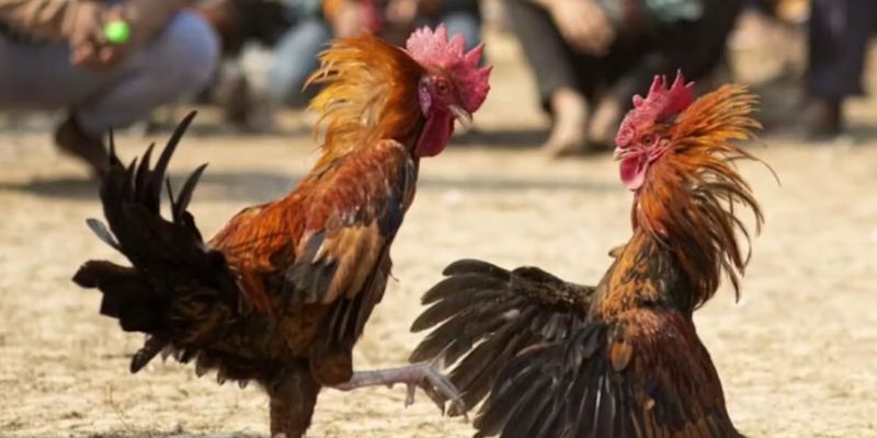 Đá gà tre: Truyền thống văn hóa và sự hấp dẫn không thể chối từ! 4 Một số bí quyết giúp bạn lựa chọn được gà tre đá chuẩn